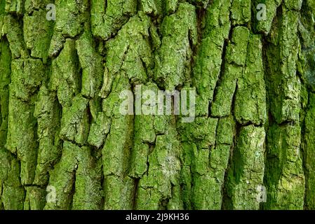 modello di corteccia di legno grossolano con muschio verde per sfondo Foto Stock