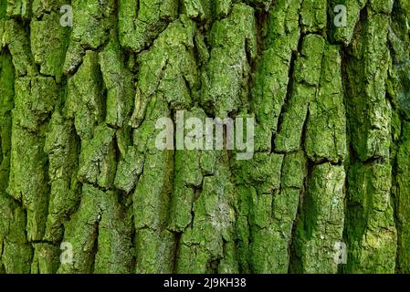 modello di corteccia di legno grossolano con muschio verde per sfondo Foto Stock