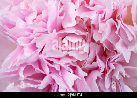 Primo piano dei bellissimi petali morbidi di un fiore rosa di peonia Foto Stock