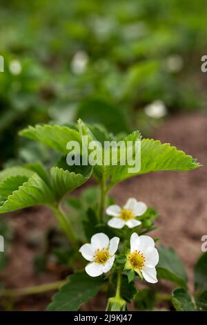 Fiore di fragola su un letto del giardino. Agricoltura, agronomia, giardinaggio, bacche Foto Stock