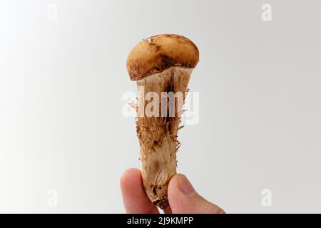 fungo matsutake su sfondo bianco Foto Stock