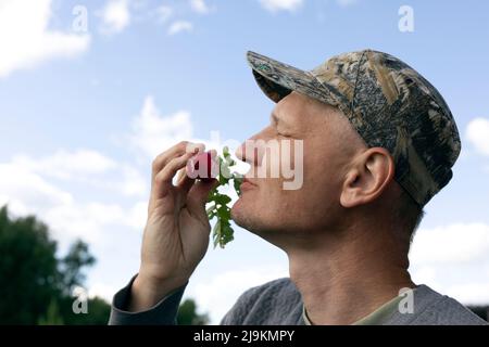 Ravanello di cavallo maturo con morso nelle mani di uomo agricoltore su sfondo cielo blu Foto Stock