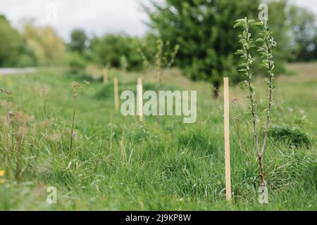 Piantando alberi di mela fioriti. Alberi giovani in fiore. Coltivando un frutteto. Foto di alta qualità Foto Stock