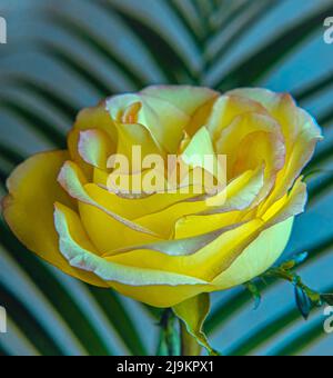 Rose è un woody perenne fioritura delle piante del genere Rosa, nella famiglia delle Rosacee Foto Stock