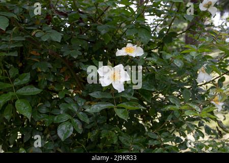 MADRID,SPAGNA - Maggio 12,2022: Rosa lucida franch e Rochebr wichuraiana rosa bianca fiori semplici e lussureggiante fogliame nel Giardino delle Rose Ramon Ortiz, Rosal Foto Stock