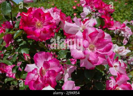 MADRID,SPAGNA - Maggio 12,2022: Priscilla Burton floribunda rosa con fiore semi-doppio dipinto a mano rosso in misto venato primo piano nel Giardino delle Rose Ramon O. Foto Stock