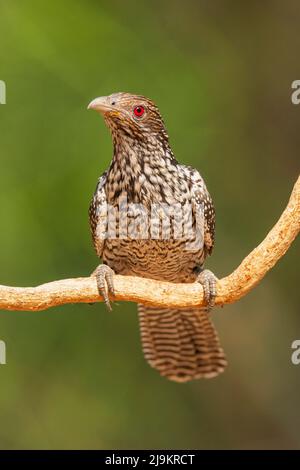 Asian koel, female, Eudynamys scolopaceus, Daroji Sloth Bear Sanctuary, Karnataka, India Foto Stock