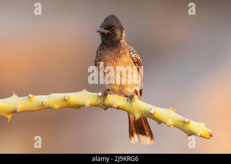 Bulbul rosso-ventilato, caffè Pycnonotus, Santuario dell'Orso di Daroji Sloth, Karnataka, India Foto Stock