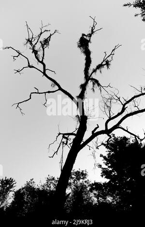 Silhouette di un albero senza foglie su una collina circondata da montagne. Foto Stock