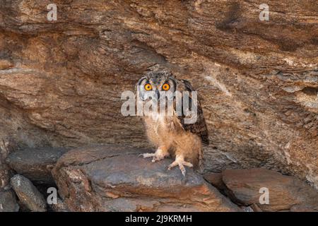 Owl indiano, Bubo bengalensis, Daroji Sloth Bear Sanctuary, Karnataka, India Foto Stock