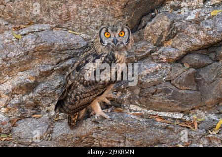 Owl indiano, Bubo bengalensis, Daroji Sloth Bear Sanctuary, Karnataka, India Foto Stock