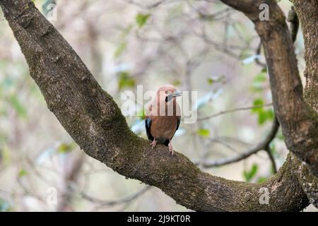 Garrulus glandarius, Sattal, Uttarakhand, India Foto Stock