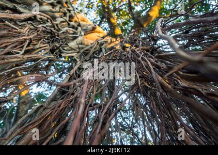 Un colpo verso l'alto di radici di prop appeso di Banyan albero, Ficus benghalensis. Uttarakhand India. Foto Stock