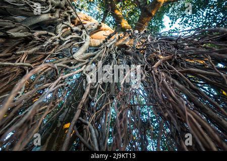 Un colpo verso l'alto di radici di prop appeso di Banyan albero, Ficus benghalensis. Uttarakhand India. Foto Stock