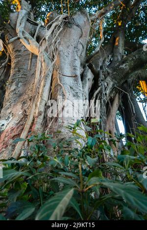 Un primo colpo di Banyan albero, Ficus bengalensis, Trunk e le sue radici pendenti prop. Uttarakhand India. Foto Stock