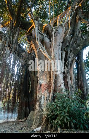 Un primo colpo di Banyan albero, Ficus bengalensis, Trunk e le sue radici pendenti prop. Uttarakhand India. Foto Stock