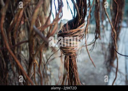 Un colpo isolato di radici di prop appeso di Banyan albero, Ficus benghalensis. Uttarakhand India. Foto Stock