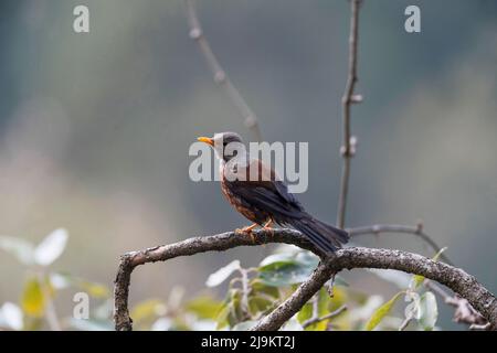 Castagno mughetto, Turdus rubrocano, Sattal, Uttarakhand, India Foto Stock