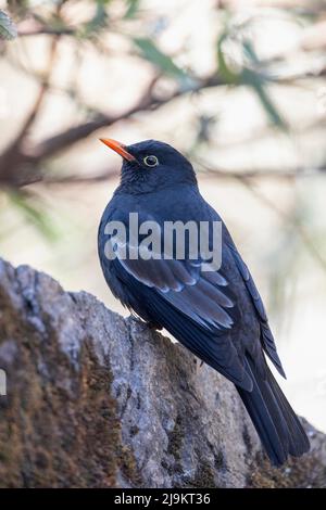 Uccello nero alato grigi, maschio, Turdus boulboul, Sattal, Uttarakhand, India Foto Stock