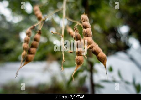 Pigeon Pea matura marrone che cresce in una fattoria biologica, Uttarakhand India Foto Stock