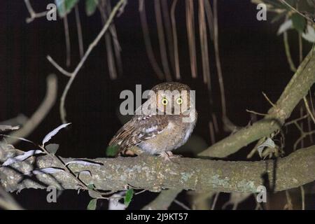 Scope di montagna gufo, Otus spilocephalus, Sattal, Uttarakhand, India Foto Stock