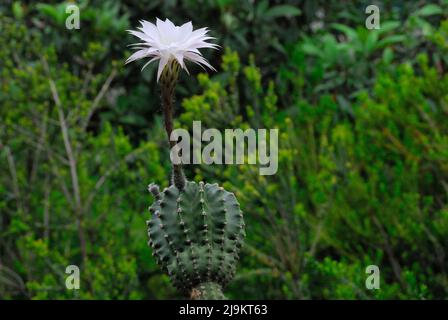 L'echinopsis oxygona è originaria del Brasile del Sud. Le sue caratteristiche includono: Forma sferica, e un grande fiore, con la lavanda appuntita o petali bianchi Foto Stock