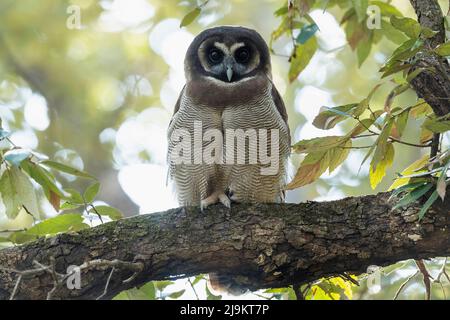 Gufo di legno marrone, Strix leptogrammica, Sattal, Uttarakhand, India Foto Stock