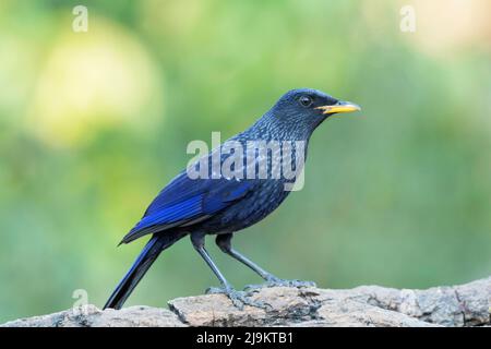 Sibilo blu tordi, Myophonus caeruleus, Sattal, Uttarakhand, India Foto Stock