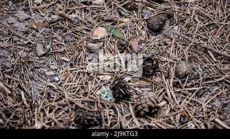 fondo della foresta di pini con rami e coni di pino Foto Stock