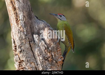 Picchio a testa grigia maschio, Picus canus, Sattal, Uttarakhand, India Foto Stock