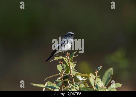 Rosso con tappo blu, fenicurus caeruleocephala, Chopta, Uttarakhand, India Foto Stock