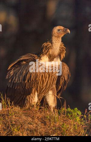 Himalayan Vulture, Gyps himalayensis, Chopta, Uttarakhand, India. Quasi minacciato nella Lista Rossa IUCN. Foto Stock