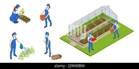 Giardinieri isometrici, agricoltori e lavoratori che si occupano del giardino, coltivando prodotti agricoli. Filari di piante che crescono all'interno di una grande serra industriale Illustrazione Vettoriale