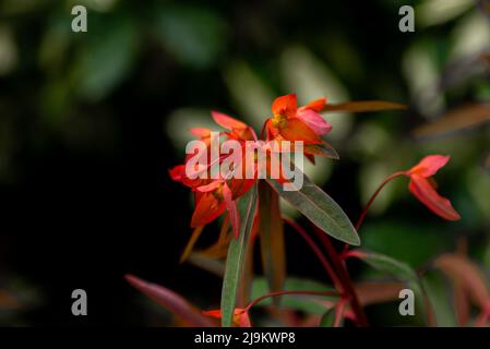 Euphorbia griffitii 'Fireglow'. Fieglow Spure fiore. Foto Stock