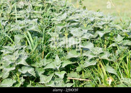 Frosty Roadside con Nettles (Urtica dioica) Foto Stock