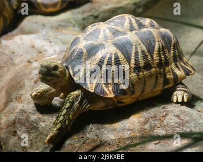 La tartaruga stellare birmana (Geochelone platynota) è una specie di tartaruga a rischio critico, originaria delle foreste decidue secche di Myanmar (Birmania). Foto Stock