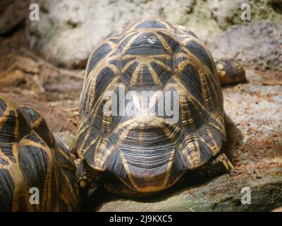 La tartaruga stellare birmana (Geochelone platynota) è una specie di tartaruga a rischio critico, originaria delle foreste decidue secche di Myanmar (Birmania). Foto Stock