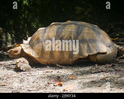 Le tartarughe giganti sono una qualsiasi delle diverse specie di tartarughe di terra di grandi dimensioni. Le tartarughe giganti sono tra gli animali più longevi del mondo, con un caster Foto Stock