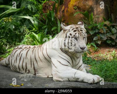 La tigre bianca o la tigre imbianchita è una variante di pigmentazione leucistica della tigre bengala, tigre siberiana e ibridi tra i due. Foto Stock