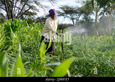 IN KENYA, la donna utilizza una pompa a energia solare per irrigare il campo di mais e patate Foto Stock