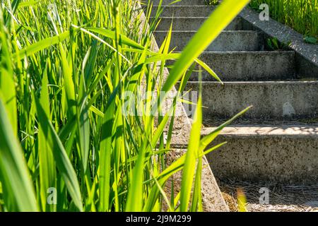 Scale in pietra ricoperte di erba verde che conducono verso l'alto Foto Stock