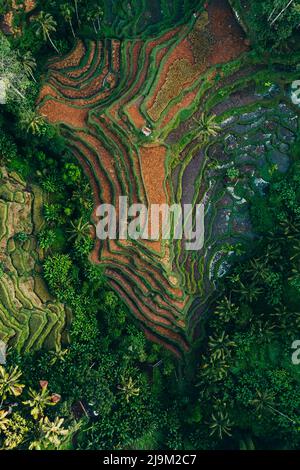 Il paesaggio aereo più alto di un campo di riso a ubud bali indonesia durante l'alba Foto Stock