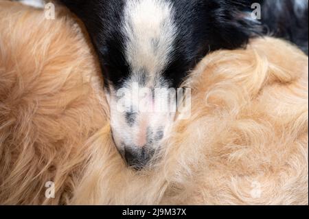 Primo piano di un cane che dorme sull'altro Foto Stock