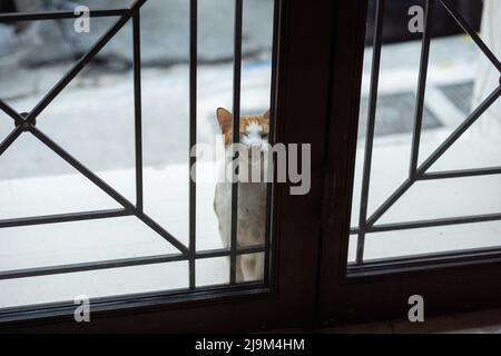 'Let me in' Un gatto che preme la sua faccia contro il vetro di una porta che vuole Si accomodi. Foto Stock