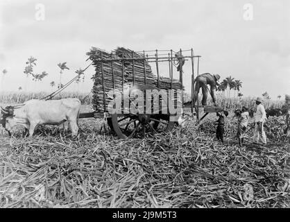 Foto di inizio 20th secolo circa 1908 di uomini e ragazzi cubani che lavorano in campi di canna da zucchero caricando la canna tagliata su un carrello tirato da bullocchi Foto Stock