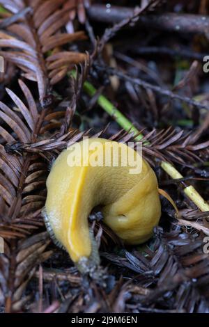 Giallo Banana Slug, Ariolimax columbianus, sulla lettiera foglia in California Foto Stock