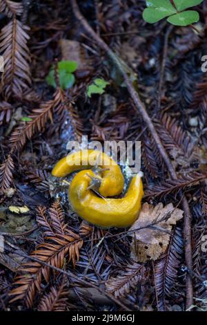 Giallo Banana brocche, Ariolimax columbianus, che si accoppia sulla lettiera foglia in California Foto Stock