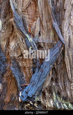 La corteccia di un albero costiero di sequoia, Sequoia sempervirens, che mostra segni di passato brucia-texture o sfondo Foto Stock