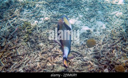 Foto subacquea di Titan Triggerfish o Balistoides viridescens nel Golfo della Thailandia. Pesci tropicali giganti che nuotano tra la barriera corallina. Natura selvaggia. Scuba Foto Stock