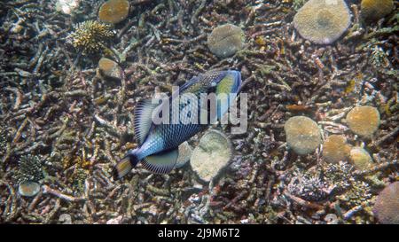 Foto subacquea di Titan Triggerfish o Balistoides viridescens nel Golfo della Thailandia. Pesci tropicali giganti che nuotano tra la barriera corallina. Natura selvaggia. Scuba Foto Stock